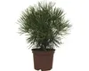 A potted pine tree on a white background. Náhled obrázku produktu
