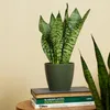 Bloomique - 2er Set - Sansevieria Zeylanica - Bogenhanf - Produktbild-Vorschau 2