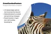 MuchoWow® Gartenposter Outdoor-Poster Rund Zebra - Lustig - Produktbild-Vorschau 4
