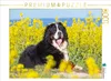 CALVENDO Puzzle Berner Sennenhund auf dem Weg durch die Produktbild-Vorschau 1