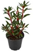 Tasmanischer Bergpfeffer ‘Red Spice’ – Drimys lanceolata, Produktbild-Vorschau 4