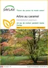SAFLAX  - Arbre au caramel - 200 graines - Cercidiphyllum Voir les images du produit 1