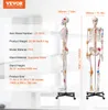 VEVOR Model ludzkiego szkieletu do anatomii, 182 cm Podgląd zdjęcia produktu 7