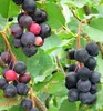 Erlenblättrige Felsenbirne ´SMOKY´ (Amelanchier) 30-40 cm, Produktbild-Vorschau 2