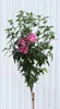 Garteneibisch Hibiscus - Woodbridge - Blüte rot / rosa Produktbild-Vorschau 1