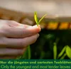Gyokuro zielona herbata cieniowana z ekologicznych upraw w Podgląd zdjęcia produktu 3