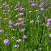 Bloomique - 3er Set - Verbena Bonariensis - Ironhard - Produktbild-Vorschau 3