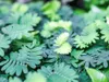 Gardners Mimosa Pudica, průměr 9 cm Náhled obrázku produktu 2