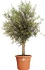 Elho Blumentopf Algarve Cilindro Ø 58 x 48 cm terra Produktbild-Vorschau 6