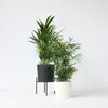 Zimmerpalmen-Mix - 2 Stk - Chamaedorea, Dypsis - Höhe Produktbild-Vorschau 5