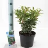 Sarcococca hookeriana Winter Gem ('Pmoore03'PBR) - Produktbild-Vorschau 2