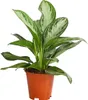 Dehner Kolbenfaden Silver Bay, Aglaonema commutatum, Produktbild-Vorschau 1