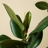 Bloomique - Ficus Elastica Robusta - Gummibaum - Produktbild-Vorschau 5