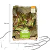 Artikelbild 5 von 'Winterkopfsalat Baquieu' aus der Kategorie Kopfsalatsamen Produktbild-Vorschau