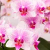 Kolibri Orchids | Růžová orchidej Phalaenopsis - Mineral Náhled obrázku produktu 2