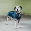 Hunter Hunde-Regenmantel Milford, Größe:35 cm, Farbe:gelb Produktbild-Vorschau 13