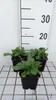 6 x Leucanthemum (s) 'Becky' - Marguerite - vaso 9 x 9 cm Anteprima dell’immagine prodotto 2