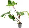 Philodendron squamiferum - dziki przyjaciel drzew o Podgląd zdjęcia produktu 2