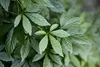 Jiaogulan / Gynostemma pentaphyllum / Kraut der Produktbild-Vorschau 2