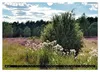 Lüneburger Heide (Wandkalender 2027 DIN A4 quer), CALVENDO Produktbild-Vorschau 10