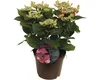 Hortenzie velkolistá červená FloraSelf Hydrangea Náhled obrázku produktu 2