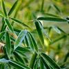 A close-up of green bamboo leaves with a blurred green background. Podgląd zdjęcia produktu