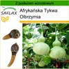 SAFLAX - Afrykańska Tykwa Olbrzymia - 15 Nasiona - Z Podgląd zdjęcia produktu 5