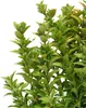 Euonymus japonica. 'Jean Hugues' Kardinál japonský, 2 l Náhľad obrázku produktu 2