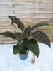 [Palmenlager] XXL Philodendron Imperial Red Beauty 90 cm - Produktbild-Vorschau 2