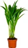 Bloomique - Dypsis Lutescens - Goldfruchtpalme - Areca Produktbild-Vorschau 1