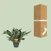 Geweihfarn Platycerium bifurcatum Hirschgeweihfarn Ø21cm Produktbild-Vorschau 3