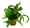 Asplenium antiquum Hurricane – Speciální odrůdy pokojových Náhled obrázku produktu 2