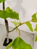 Ficus carica 'Petrelli' Figuier, pot de 2 litres Voir les images du produit 4