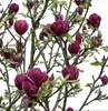 Magnolia soulangiana Genie – Rote Tulpen-Magnolie, Produktbild-Vorschau 3