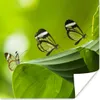 MuchoWow® Poster Transparenter Schmetterling auf einem Produktbild-Vorschau 1
