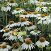 6 x échinacée  - Echinacea purp 'Pow Wow White'  | Pot 9 cm Voir les images du produit 2
