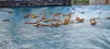 PE Abdeckplane 3,60m x 6,25m achtform/oval Pool Abdeckung Produktbild-Vorschau 4
