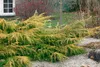 Juniperus media 'Pfitzeriana Aurea', Gold-Wacholder, 40–50 Produktbild-Vorschau 5
