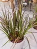 Emerald Künstliches Gras - Matilda | 90 cm, UV-beständig, Produktbild-Vorschau 9