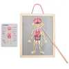 Magnetyczne puzzle - Nauka anatomii - Ciało człowieka Podgląd zdjęcia produktu 5
