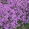 6 x thym  - Thymus praecox « Coccineus »  | Pot 9 cm x 9 cm Voir les images du produit 1
