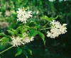 Staphylea colchica, Kolchische Pimpernuss, 60–80 cm Produktbild-Vorschau 11