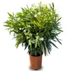 A potted plant with white flowers and green leaves. Podgląd zdjęcia produktu