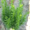 Tis sloupovitý Taxus fastigiata - Robusta - 50 - 60 cm Náhled obrázku produktu 4