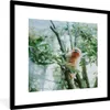 MuchoWow® Gerahmtes Poster Zwergseidenäffchen im Baum 40x40 Produktbild-Vorschau 1