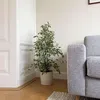 Geigenpflanze - Ficus Benjamina 'Twilight' - Höhe 100-110cm Produktbild-Vorschau 5