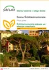 SAFLAX - Sosna Śródziemnomorska - 6 Nasiona - Pinus pinea Podgląd zdjęcia produktu 1