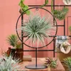 Bloomique - Tillandsia Magic Ball w ozdobnym pierścieniu - Podgląd zdjęcia produktu 2