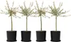 Saule crevette - Set de 4 - Salix integra 'Flamingo' - Voir les images du produit 7
