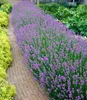 BALDUR Garten 12x Blauer Lavendel Duftlavendel, Pflanzen Produktbild-Vorschau 1